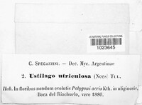 Ustilago utriculosa image